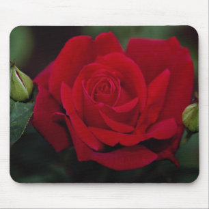 Lovely Hybrid Tea Rose 'Chrysler Imperial' Mouse Pad