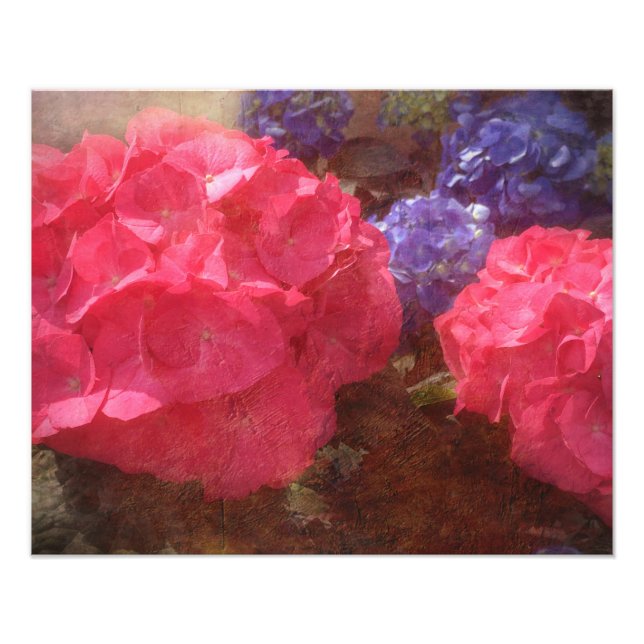 Lovely Hydrangea Photo Print (Front)