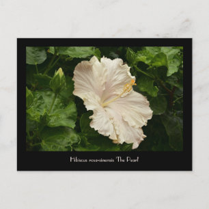 Lovely Large Pale Hibiscus Postcard