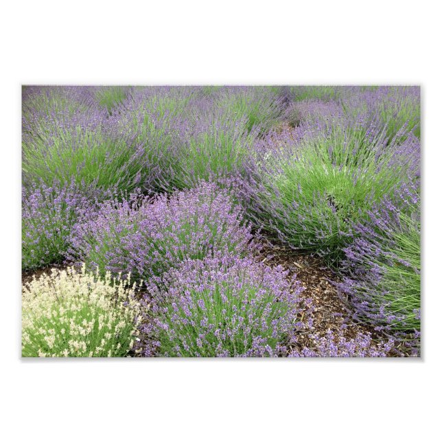 Lovely Lavender Photo Print (Front)