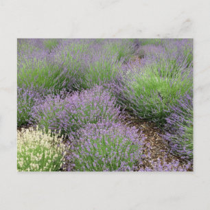 Lovely Lavender Postcard
