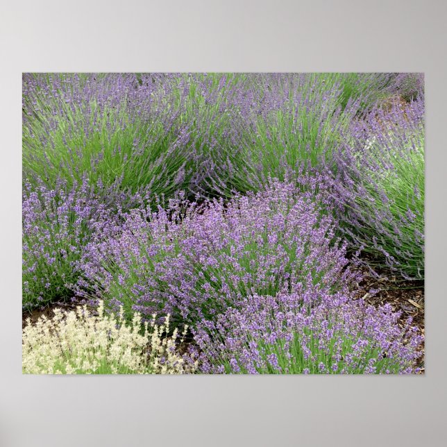 Lovely Lavender Poster (Front)