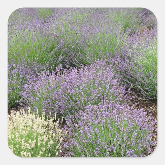 Lovely Lavender Square Sticker (Front)