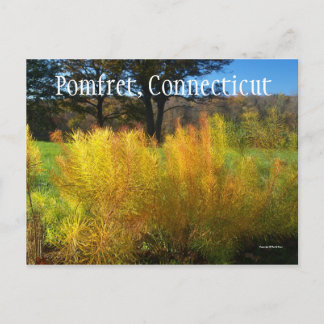 Lovely Leaves Postcard