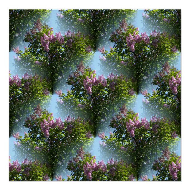 Lovely Lilacs... Poster (Front)