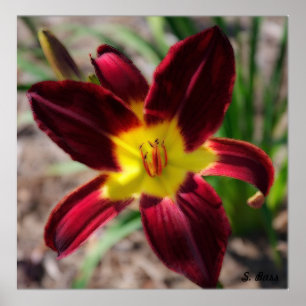 Lovely Lily Poster