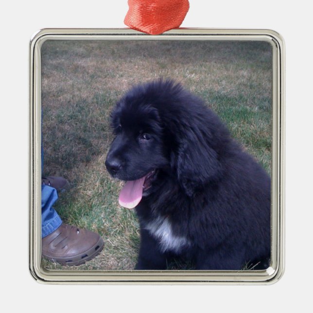 Lovely Newfie puppy (Newfoundland dog breed) Metal Ornament (Front)