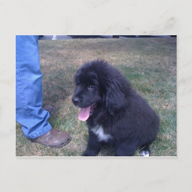 Lovely Newfie puppy (Newfoundland dog breed) Postcard (Front)