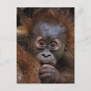 lovely orang baby postcard