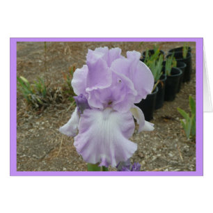 Lovely Pale Purple Iris