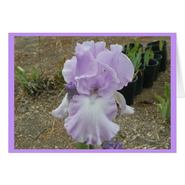 Lovely Pale Purple Iris (Front Horizontal)