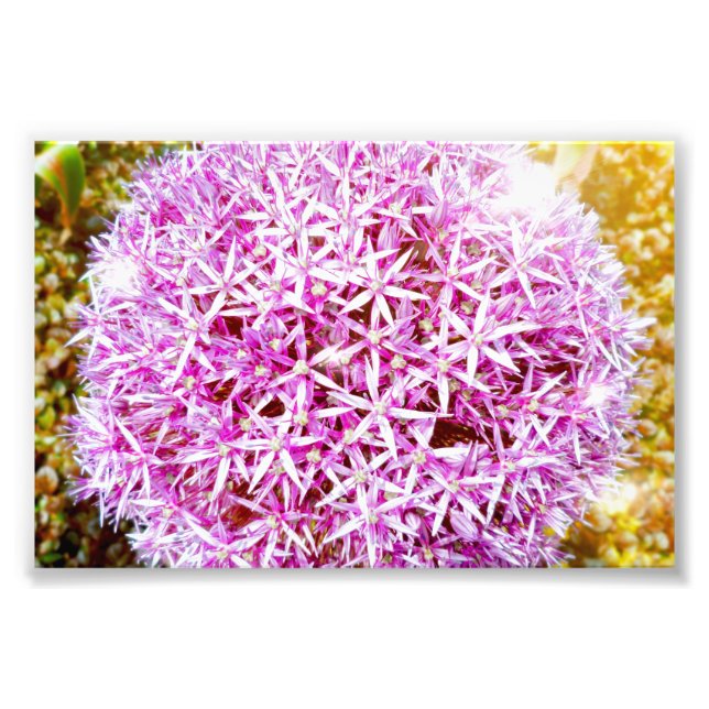 Lovely Pink Flower Photo Print (Front)