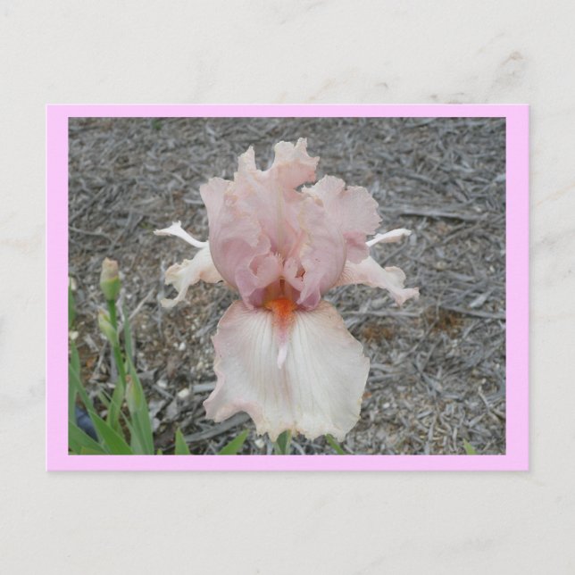 Lovely Pink Iris Postcard (Front)
