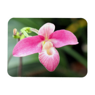 Lovely Pink Orchid Magnet
