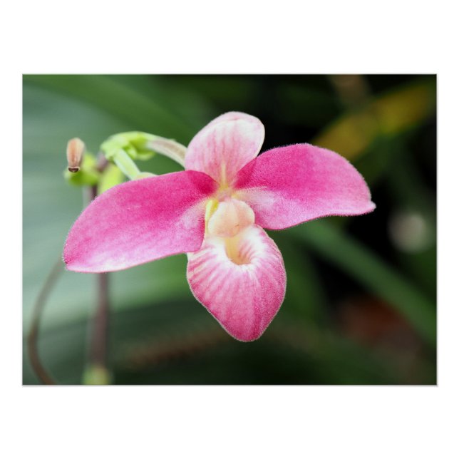 Lovely Pink Orchid Poster (Front)
