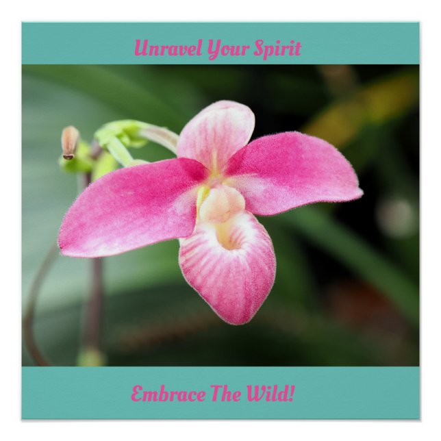 Lovely Pink Orchid Poster (Front)