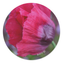 Lovely PInk & Purple Poppy Flower