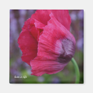 Lovely PInk & Purple Poppy Flower Magnet