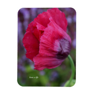 Lovely PInk & Purple Poppy Flower Magnet