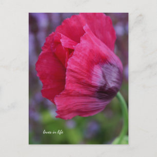 Lovely Pink & Purple Poppy Postcard