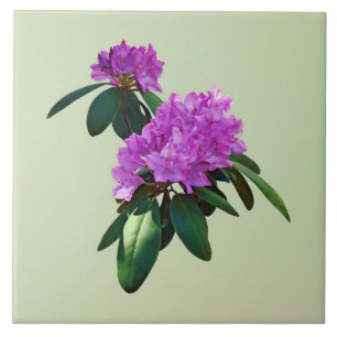 Lovely Pink Rhododendrons Ceramic Tile