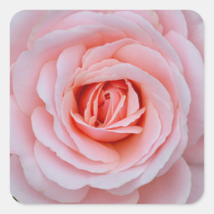Lovely pink rose square sticker