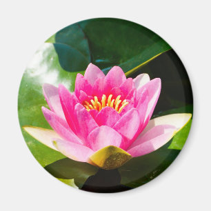 Lovely Pink water lily with green leaves Magnet