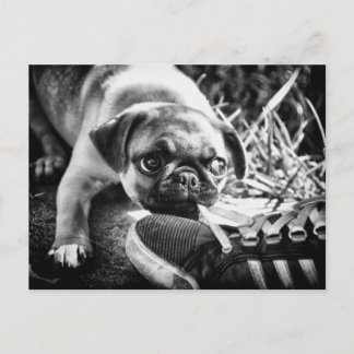 Lovely Playfull Mops Postcard