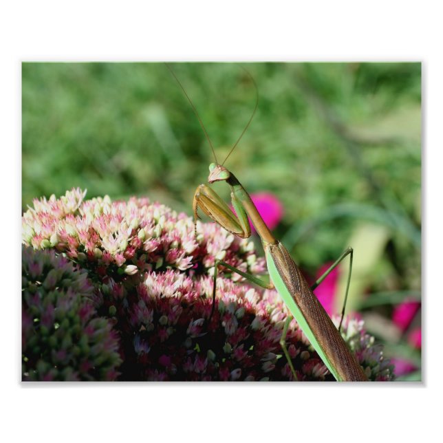 Lovely Praying Mantis Insect 10x8 Nature Photo Print (Front)