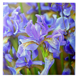 Lovely Purple Irises in May Ceramic Tile