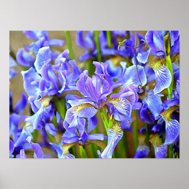 Lovely Purple Irises in May Poster (Front)