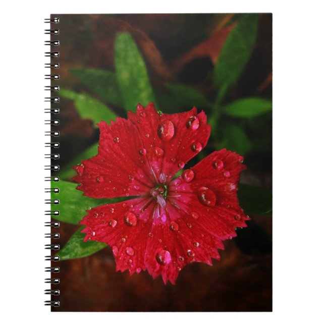 Lovely Raindrops on Red Dianthus Flower Photo Notebook (Front)