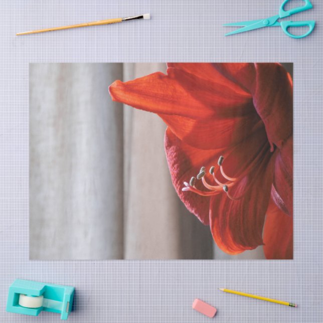 Lovely Red Lion Amaryllis Flower Photo Tissue Paper (Craft)
