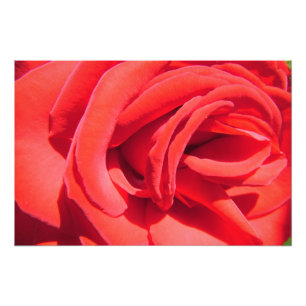 lovely red rose flower photo art work. love, wed print