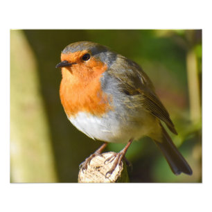 Lovely Robin Photo Print