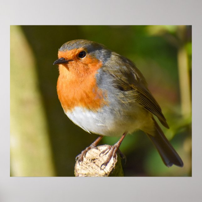 Lovely Robin  Poster (Front)