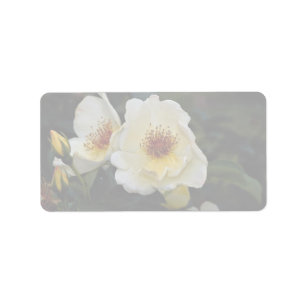 Lovely Shrub Rose 'Golden Wings' Label