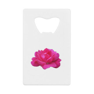 lovely single pink rose flower