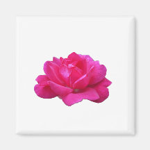 lovely single pink rose flower