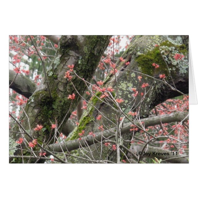 Lovely Spring Blank Card (Front Horizontal)