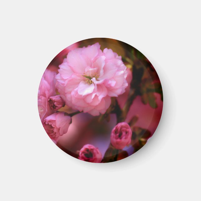 Lovely Spring Pink Cherry Blossoms Magnet (Front)