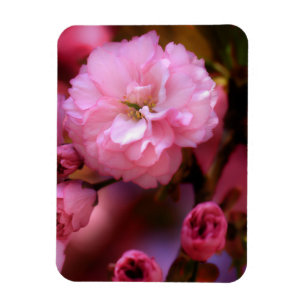 Lovely Spring Pink Cherry Blossoms Magnet
