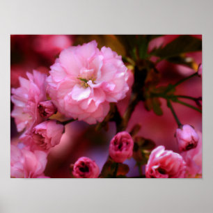 Lovely Spring Pink Cherry Blossoms Poster