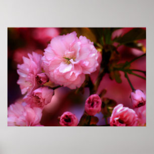 Lovely Spring Pink Cherry Blossoms Poster