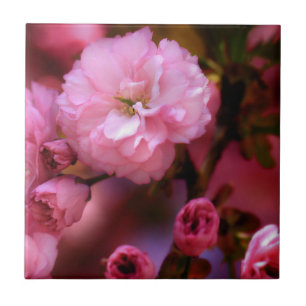 Lovely Spring Pink Cherry Blossoms Tile