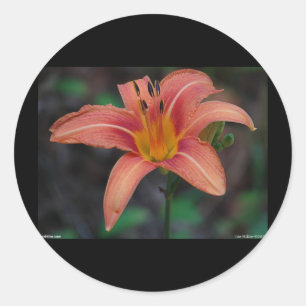 Lovely Tawny Daylily Apparel and Gifts Classic Round Sticker