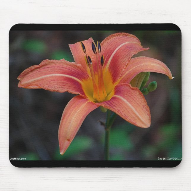 Lovely Tawny Daylily Apparel and Gifts Mouse Pad (Front)