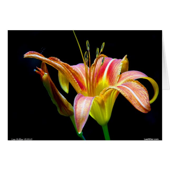 Lovely Tawny Daylily II Apparel and Gifts (Front Horizontal)
