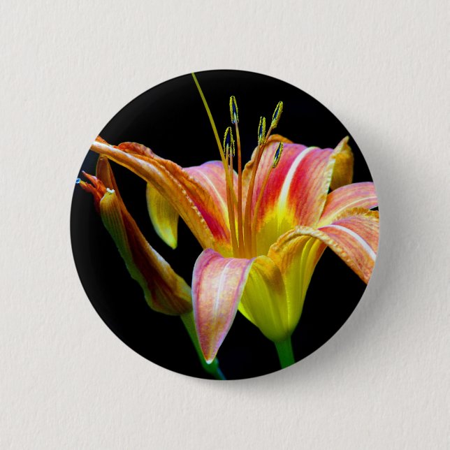 Lovely Tawny Daylily II Apparel and Gifts 6 Cm Round Badge (Front)