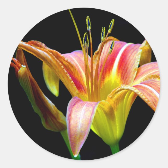 Lovely Tawny Daylily II Apparel and Gifts Classic Round Sticker (Front)